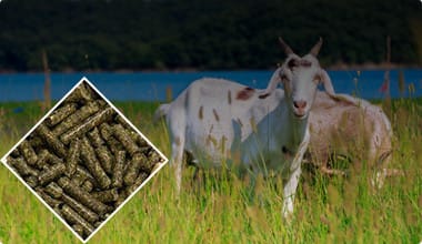 Sheep Feed Pellet Production Line