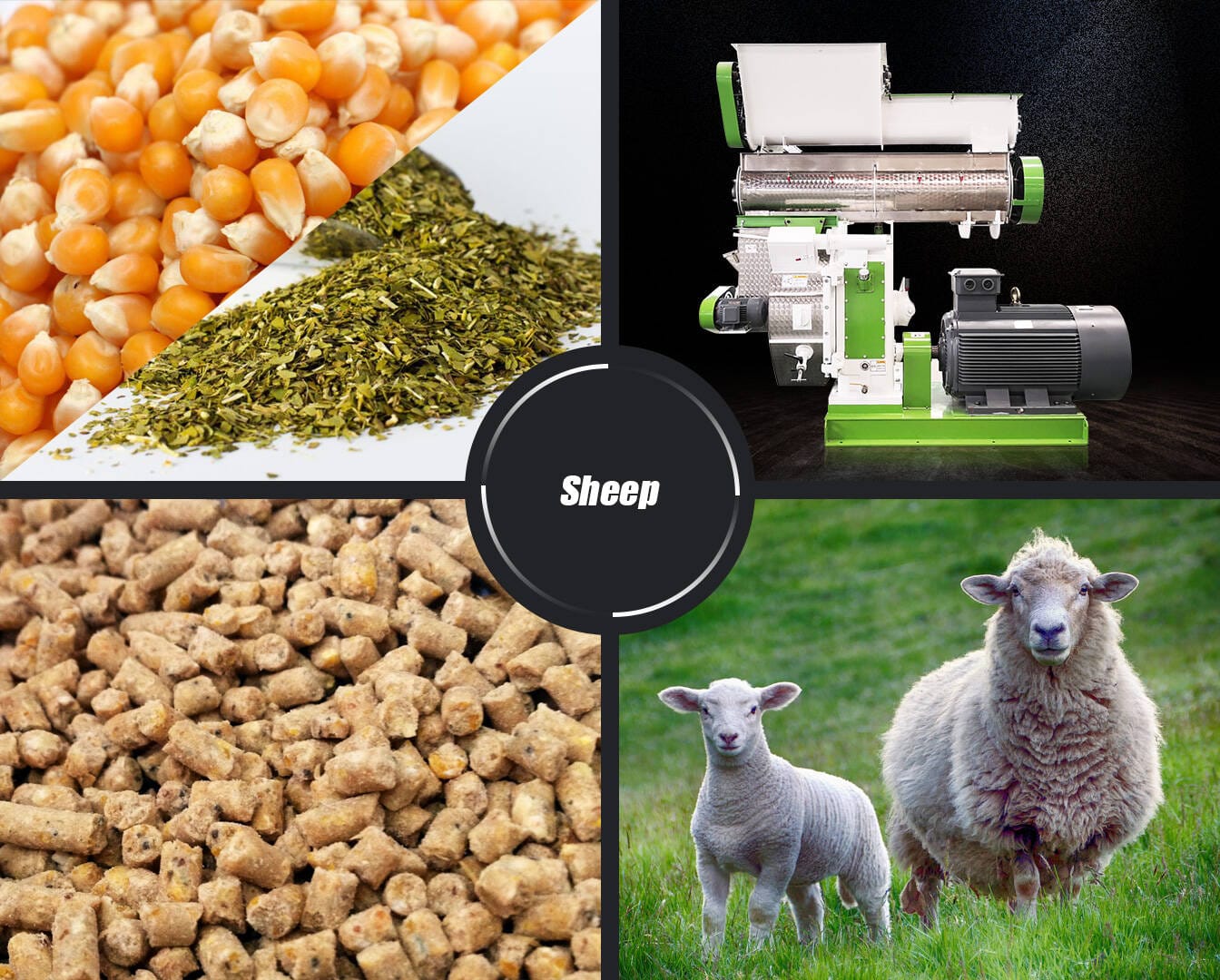 How to Make Sheep Feed Pellets, Feed Pellet Production Line | RICHI