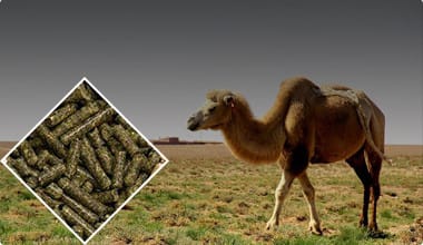 Camel Feed Pellet Production Line