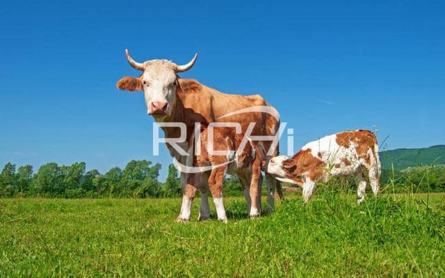 cattle feed pellet line machine to found a feed production factory