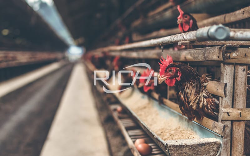 laying hens farm processing parameters