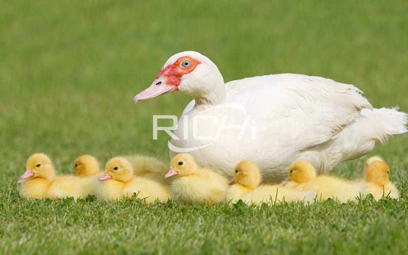 Can laying hens and laying ducks use the same feed?