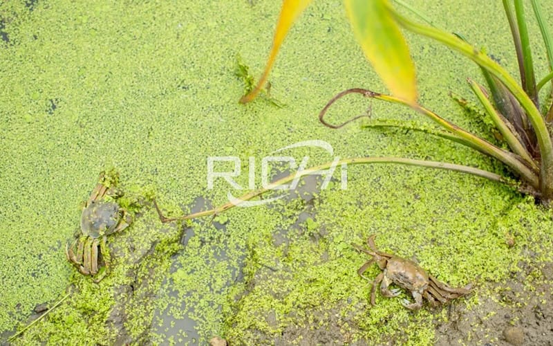 What are the moss prevention and control methods in the early stage of the river crab pond?