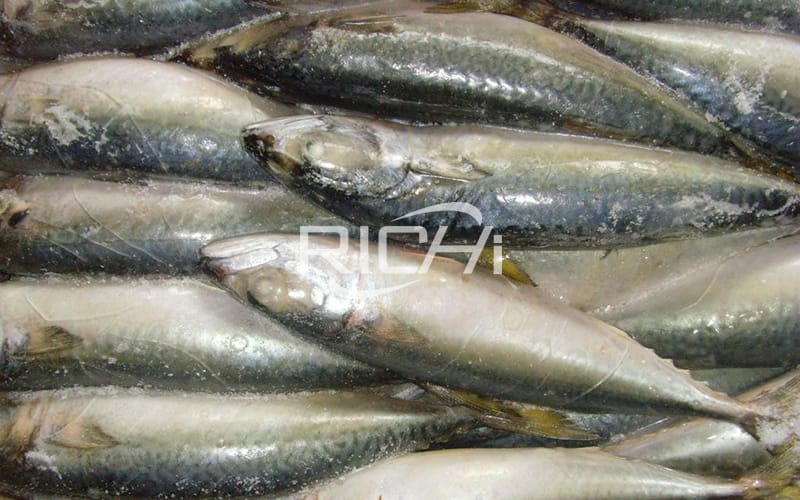 China fish herring food production equipment