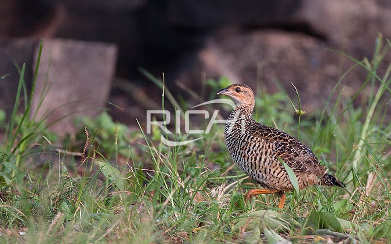 Partridge bird breeding method