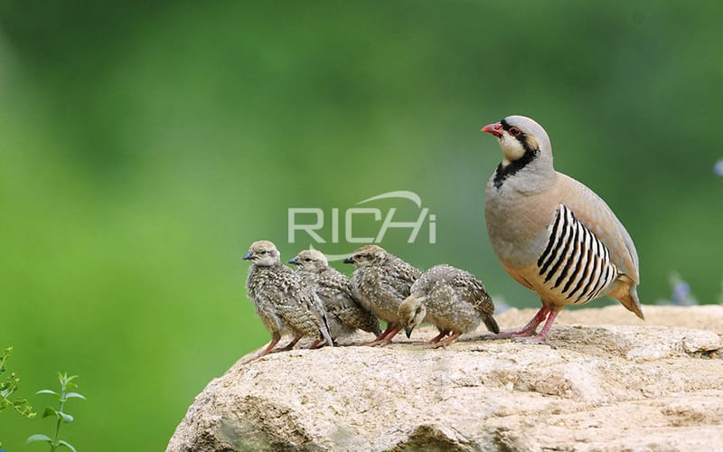 What kind of feed do you need to raise partridges? What is the proportion of partridge feed formula?