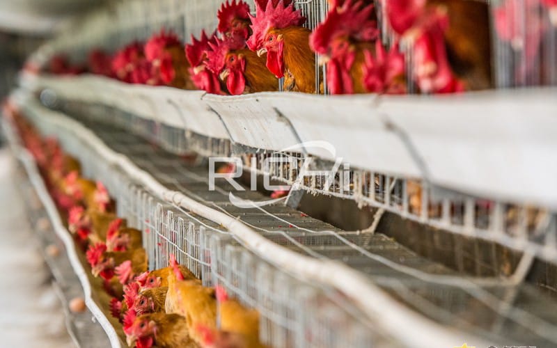 How much does a chicken farm with 10,000 chickens cost?