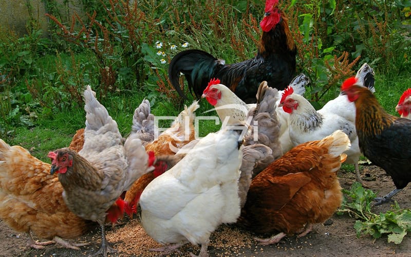 Several scientific feed formulas for laying hens