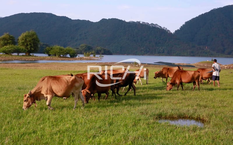 Widely used wholesale cattle cow feed production line