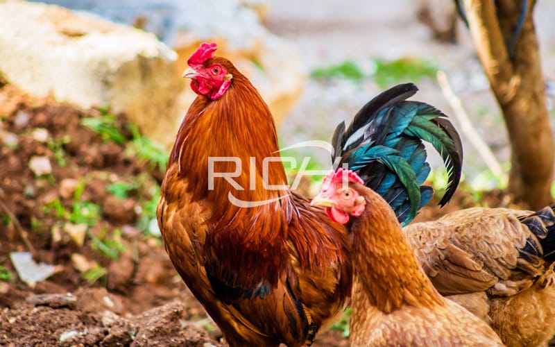 The effect of feed additives on poultry