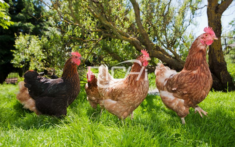 Formulas  for broiler chicken feed pellet