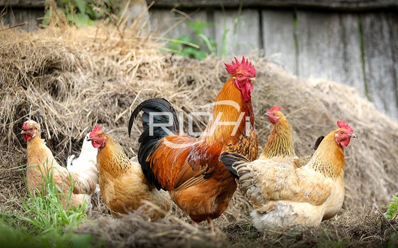 Animal and plant ingredients in broiler feed