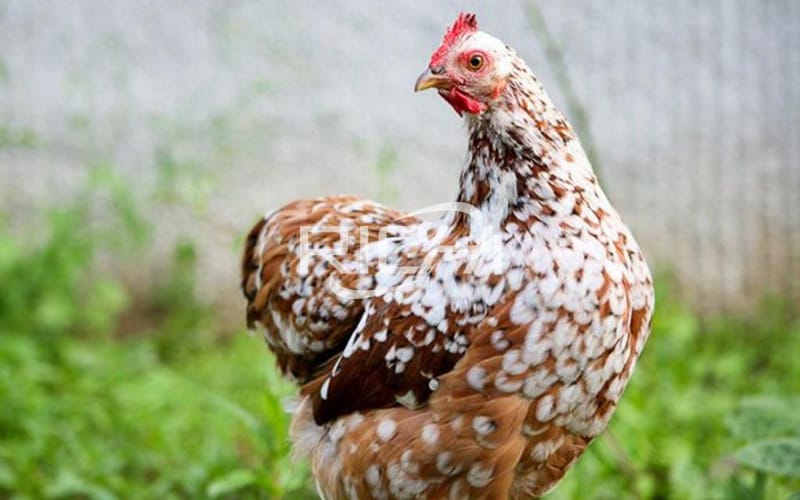 The main reason for poor eggshell quality of laying hens after 400 days of age