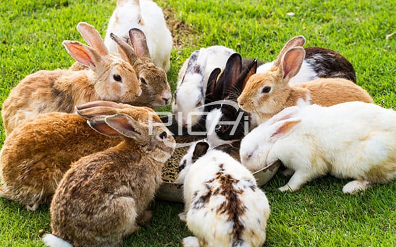 Processing high quality nutritional rabbit feed pellets with rabbit feed pellet mill machine