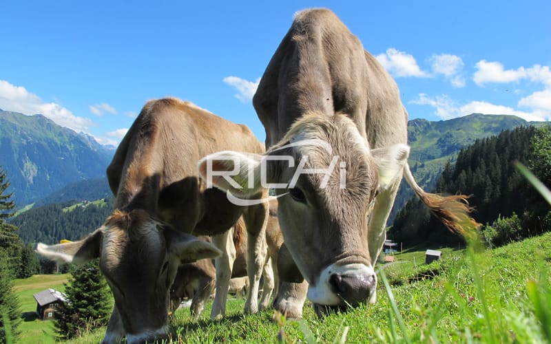 How much is the  investment for a small cattle farm in rural areas?