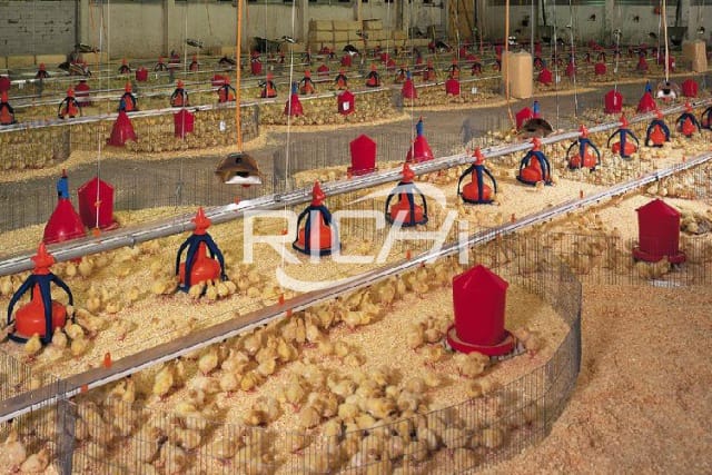 chicken feed production process