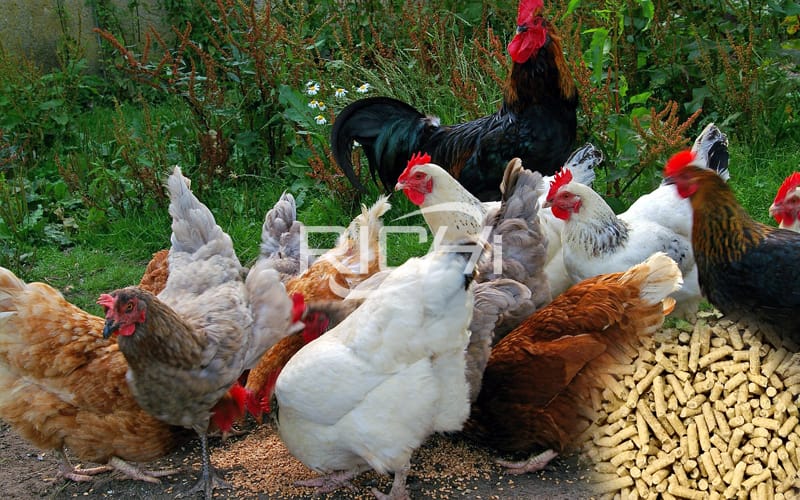 farm poultry animal pellet mill machine chicken duck 