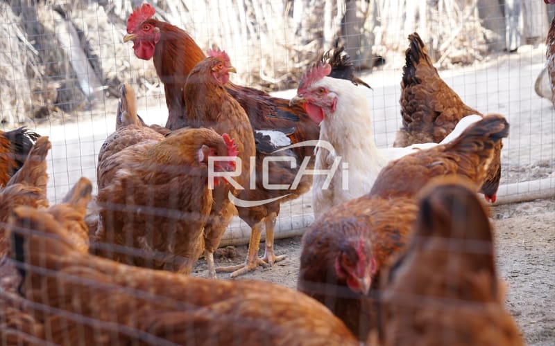 Healthy feed for chickens