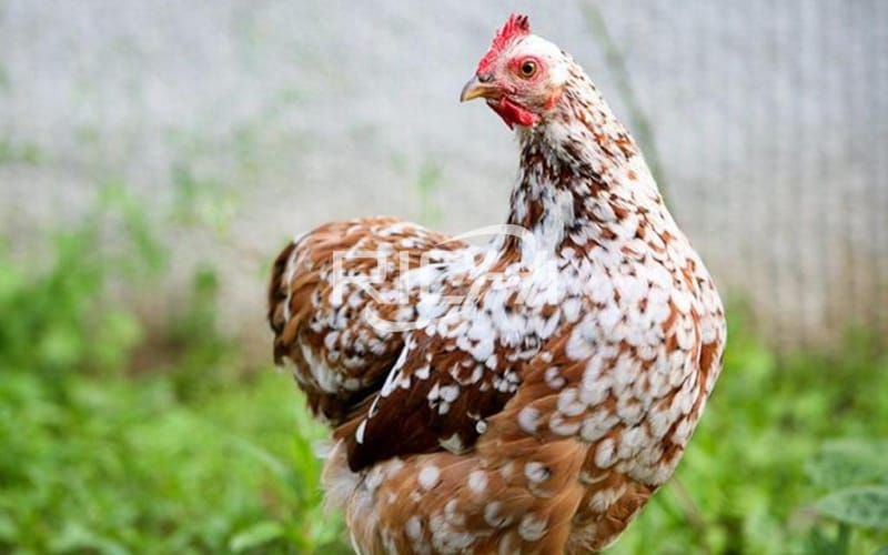 easy way to make poultry feed for growing chickens