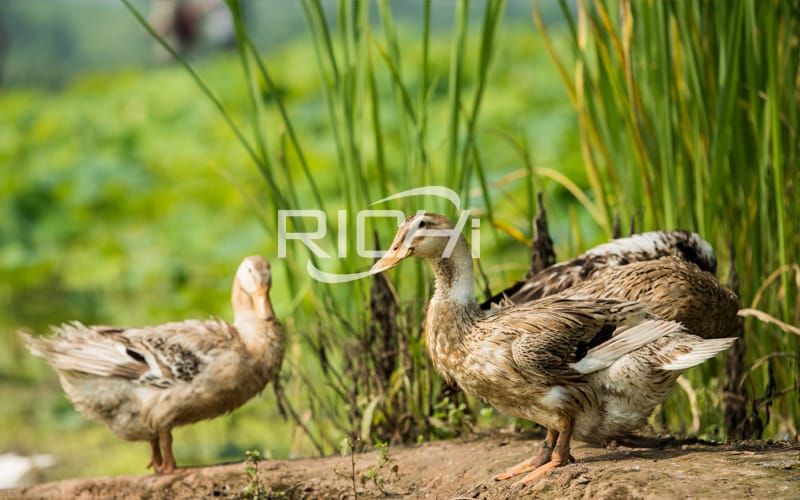 Three tips for feeding laying ducks