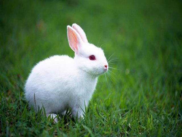 Common rabbit feed ingredients and formulas