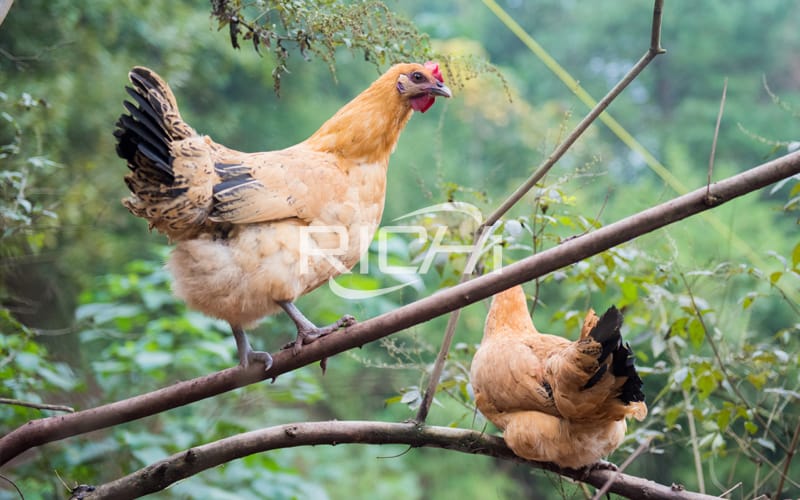What are the main reasons for chicken disease?