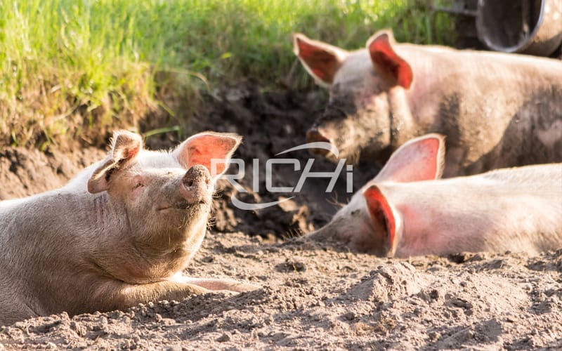 Feeding pigs with soybean leaves can reduce feed costs by 25%