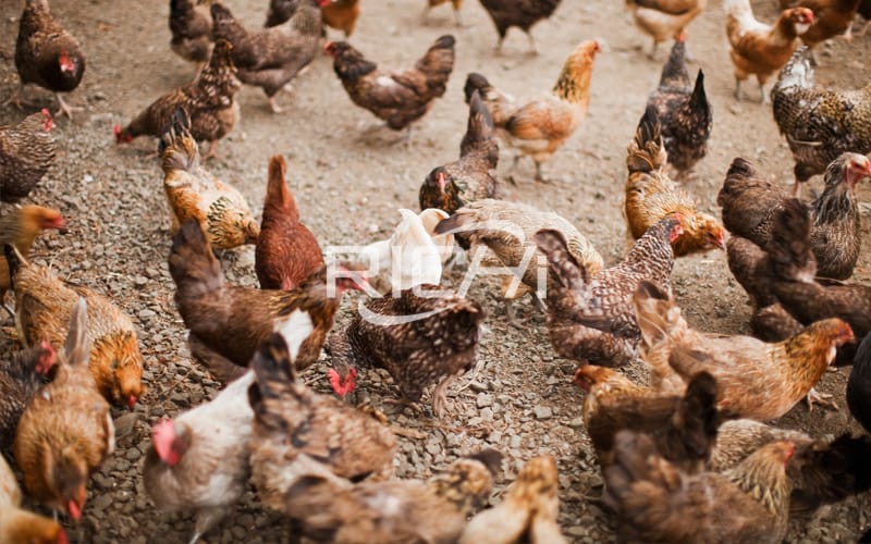 Are you feeding chickens with new corn?