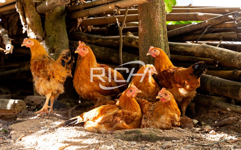 Precautions for poultry chicken farm construction