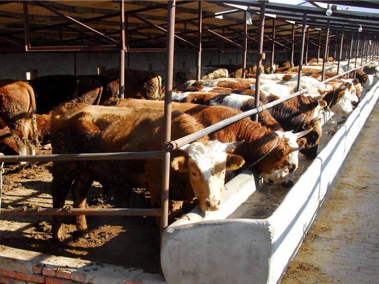energy consumption by cattle feed manufacturing process