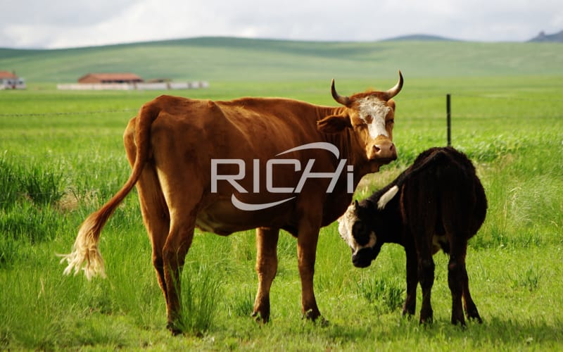 cattle feed machine building in telugu