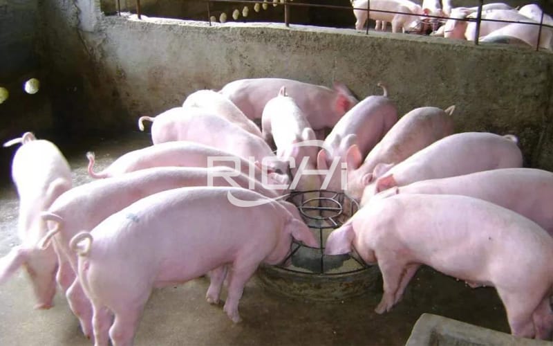 The difference between the construction of factory pig farms and traditional pig farms