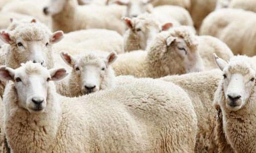 How to feed fattening sheep to grow fast?
