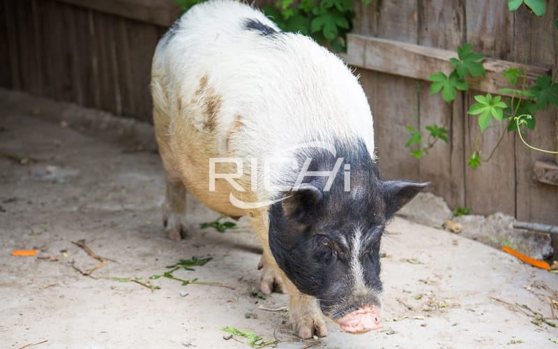 About the structural layout of the pig house