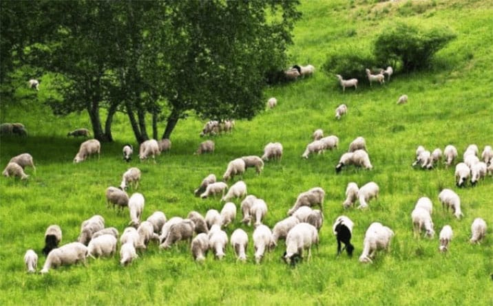 How To Raise Ruminant Sheep?