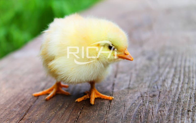 What are the main reasons for chicken disease?