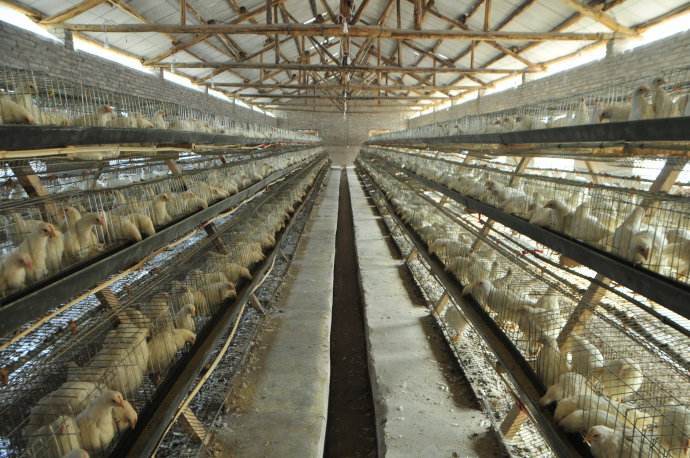 poultry feed mill equipment in usa