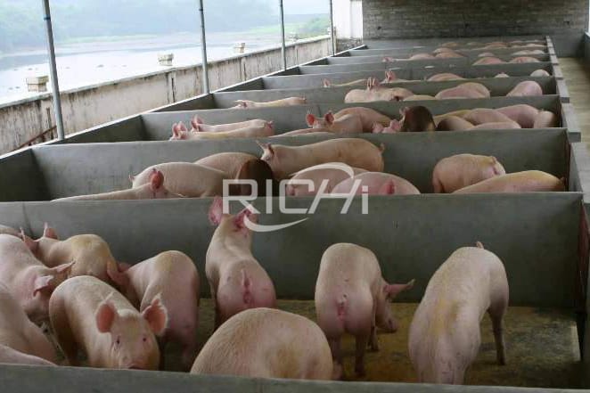 How many stalls are needed for a pig farm with hundreds of sows?