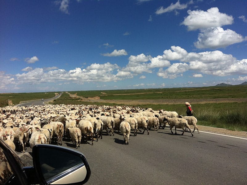 animal sheep cattle feed alfalfa pellet production plant