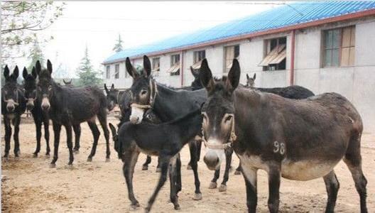 How to feed donkeys to get income?