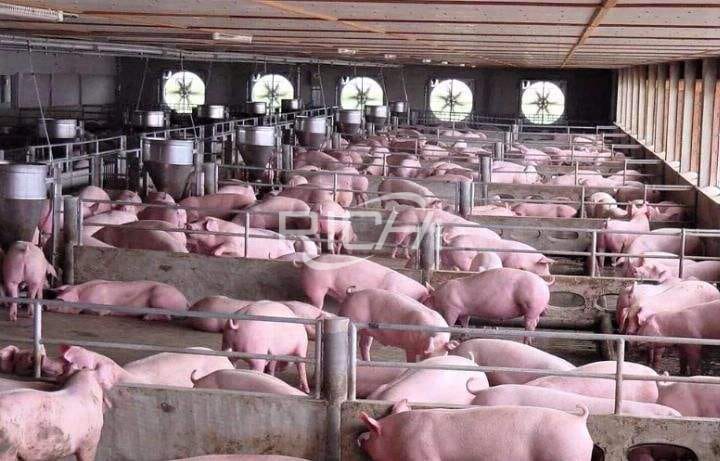 How to design the ventilation system of the pig house reasonably?