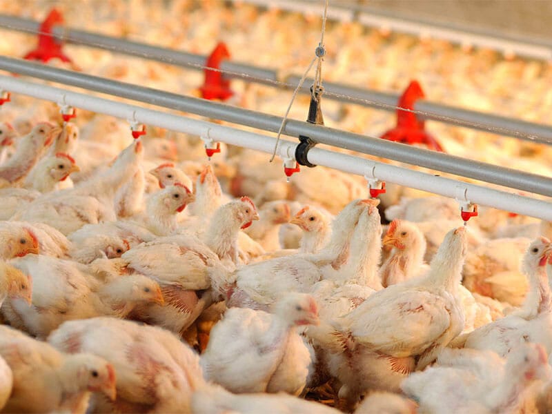 How should broilers choose drinking water equipment?