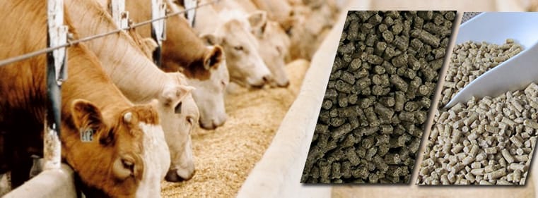 How to Control the Moisture Content of Cattle Feed Pellet in Cattle Feed Line Production?