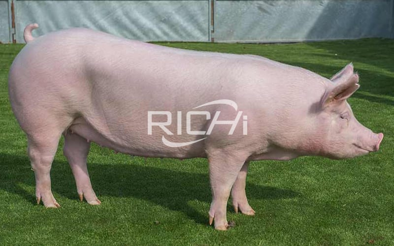 What should be paid attention to in pig farm management?