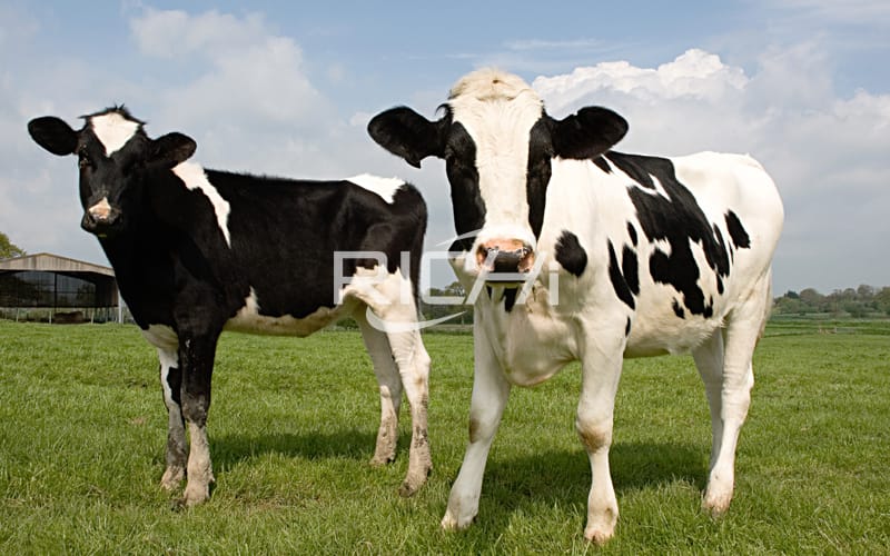 Jerusalem artichoke is a high-quality feed material for pigs and cattles