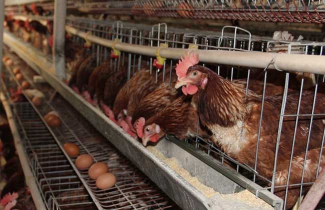 What are the feed additives commonly used in laying hens?