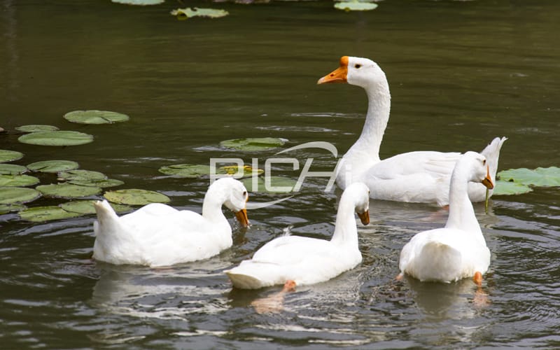 When feeding goose with green feed