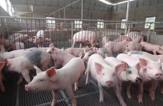 The functional characteristics of the temperature control system of the breeding farm