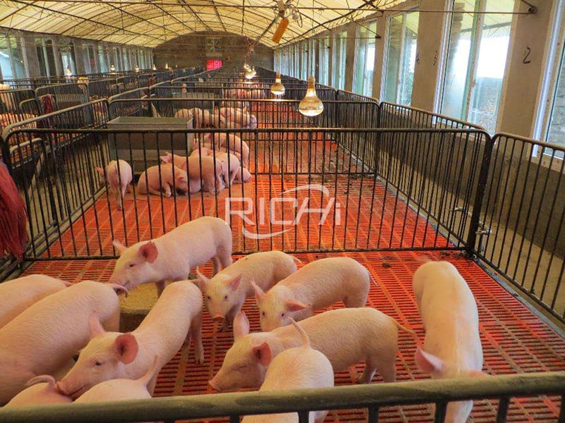 pig animal feed processing equipment kenya