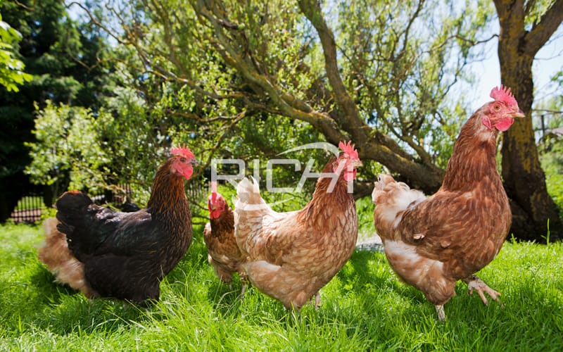 machine for making chicken feed